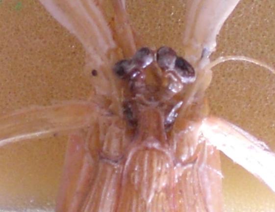 carinosquilla carinata T.F.C. rostral plate 1.bmp